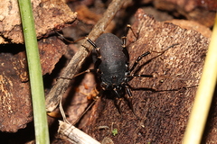 Egaenus convexus