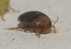 Bidessonotus