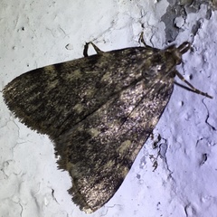 Aglossa pinguinalis