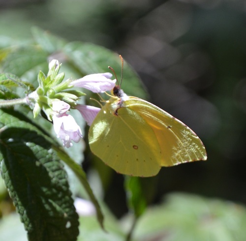 Gonepteryx eversi