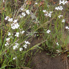 Silene taimyrensis
