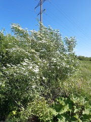Salix acutifolia