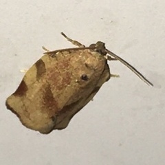 Choristoneura fractivittana