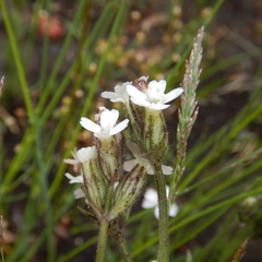 Silene taimyrensis