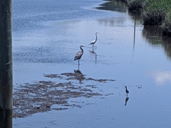 Ardea herodias