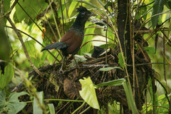 Neomorphus radiolosus