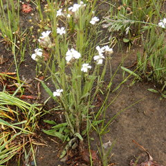 Silene taimyrensis
