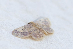 Idaea pervertipennis