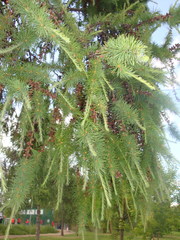 Larix sibirica