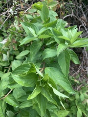 Cornus drummondii