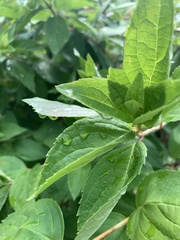 Cornus drummondii