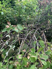 Cornus drummondii
