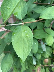 Cornus drummondii