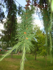 Larix sibirica