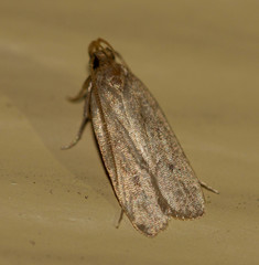 Autosticha kyotensis