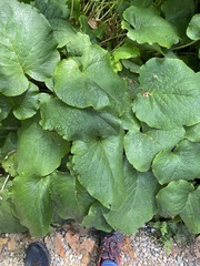 Magnoliopsida