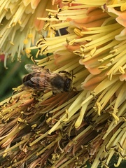 Apis mellifera