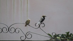 Molothrus bonariensis