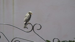 Molothrus bonariensis