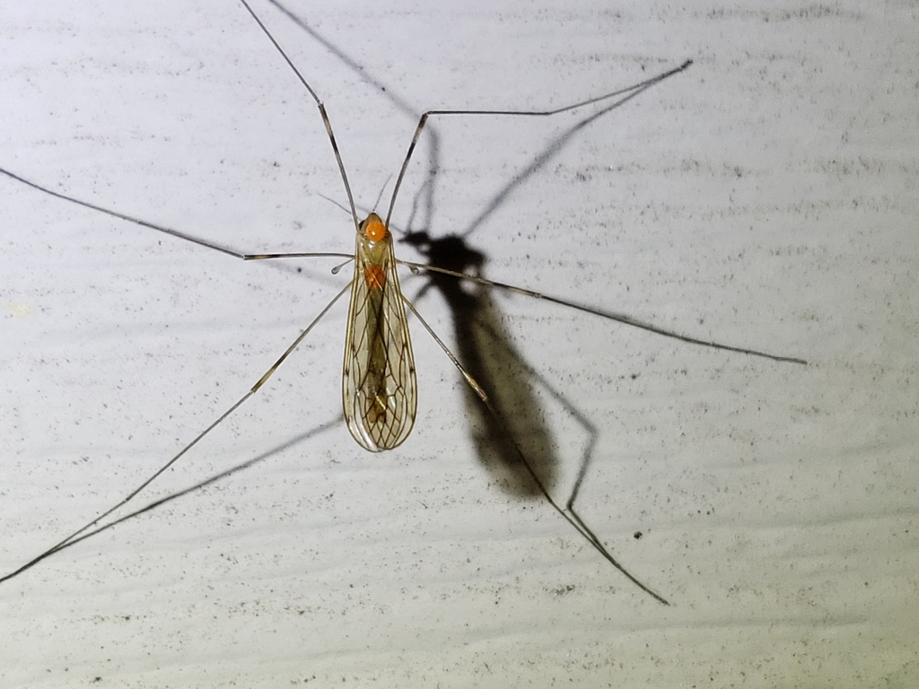 Limonia tristigma