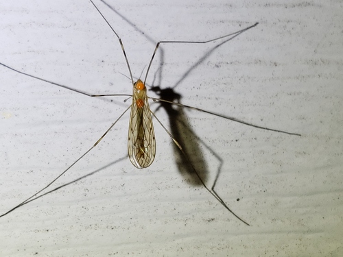 Limonia tristigma