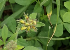 Lotus suaveolens