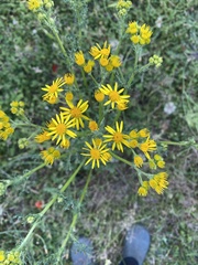 Jacobaea vulgaris