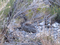 Sylvilagus idahoensis
