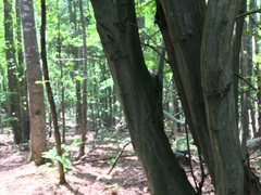 Amelanchier arborea arborea