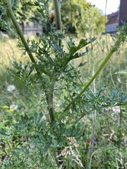 Jacobaea vulgaris