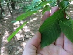 Amelanchier arborea arborea