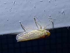 Paramesus major