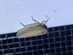 Paramesus major
