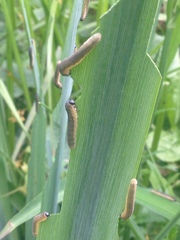 Rhadinoceraea micans