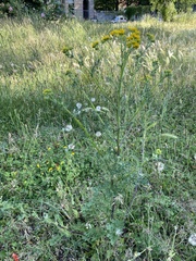 Jacobaea vulgaris