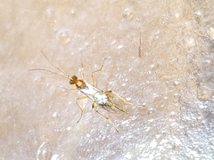 Meteorinae