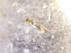 Meteorinae