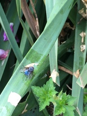 Calliphora