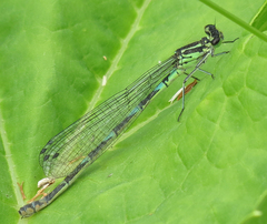 Coenagrion hastulatum