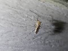 Aedes canadensis canadensis