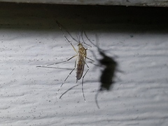 Aedes canadensis canadensis