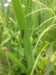 Rhadinoceraea micans