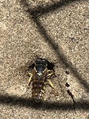 Bicyrtes capnopterus