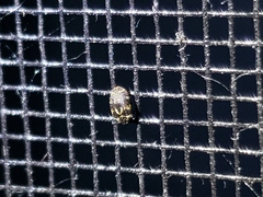 Anthrenus fuscus