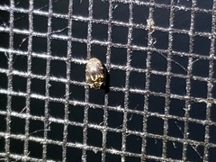 Anthrenus fuscus
