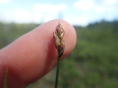 Media resource of Carex chordorrhiza