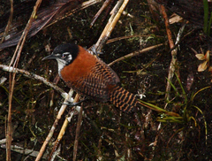 Cantorchilus nigricapillus