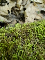 Sciuro-hypnum plumosum