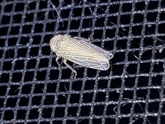 Paramesus major