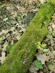 Sciuro-hypnum plumosum